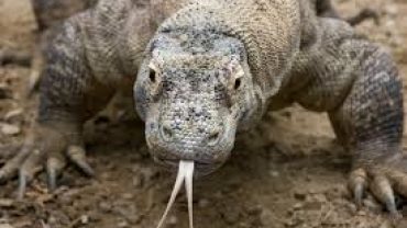 Komodo potrebbe chiudere