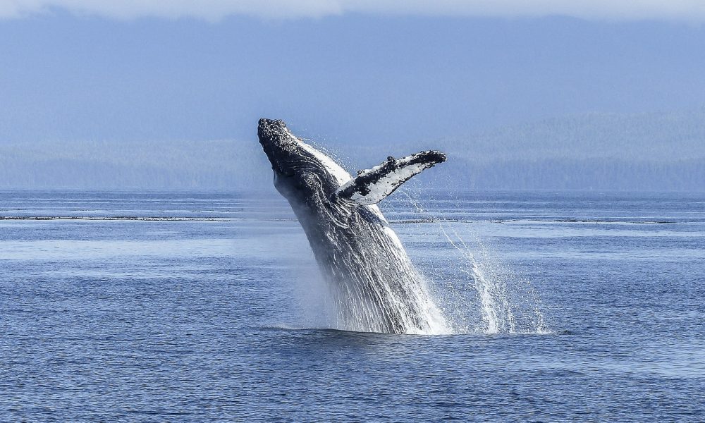 humpback-whale-436120_1920