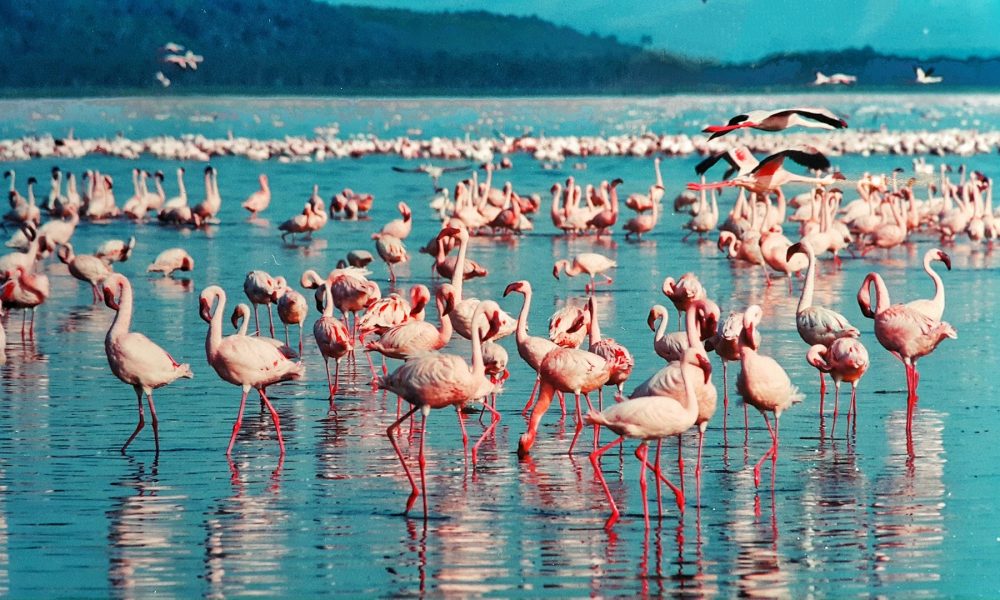 pink-flamingo-1484781_1920