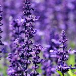 Fioritura della Lavanda