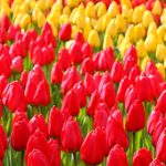 Olanda!